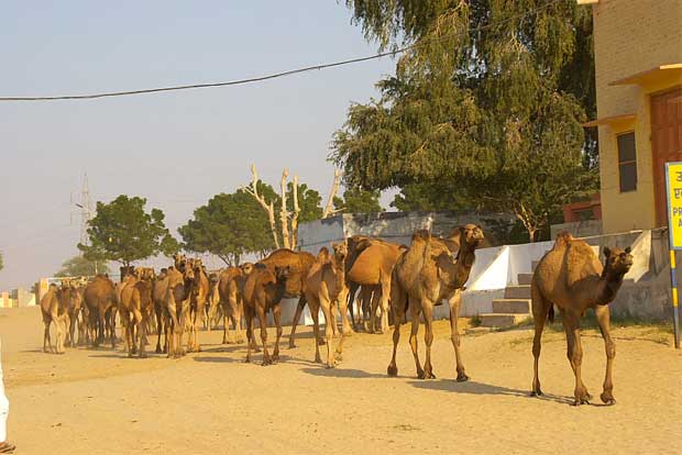 3 Nights 4 Days Jaipur Ranthambore Tour
